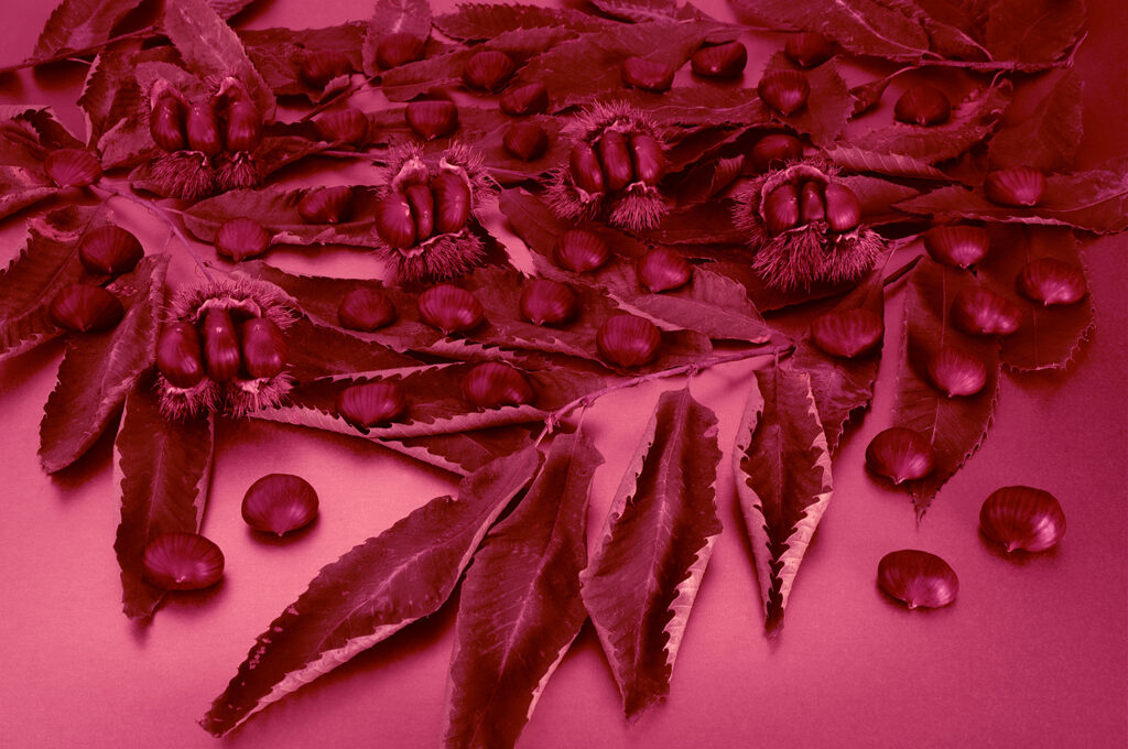#VivaMagent, castagne, foglie secche, immagine virata magenta e rosa, chestnuts, dry leaves, image toned magenta and pink