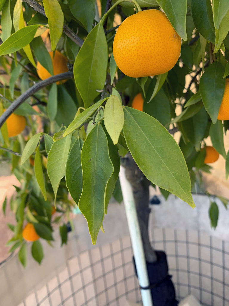 non sono Clementine, ma sono simili, hanno uno o due noccioli